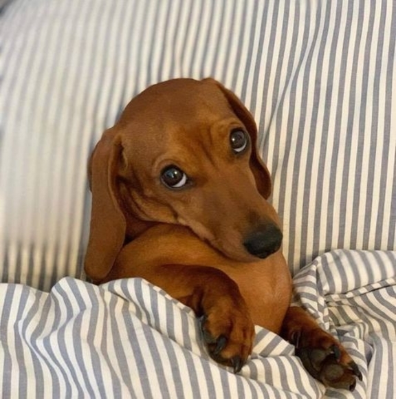 Meet your Posher, Clancy - Picture 1 of 1